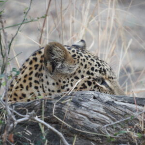 Leopard