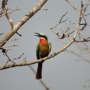 Bee eater