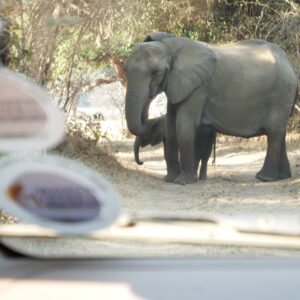 Safari impressions