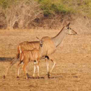Big Kudu