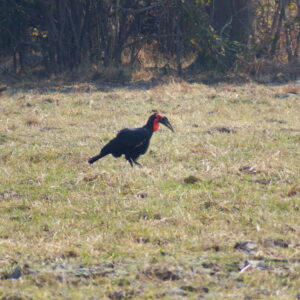 Southern ground hornbill
