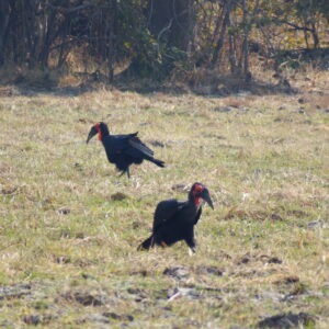 Southern ground hornbill group