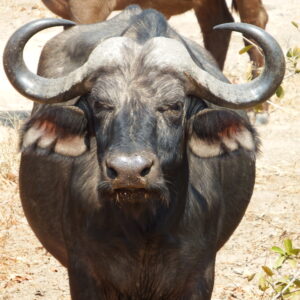 African buffalo 3
