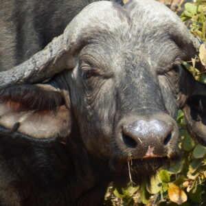 African buffalo 2