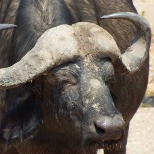 African buffalo 1