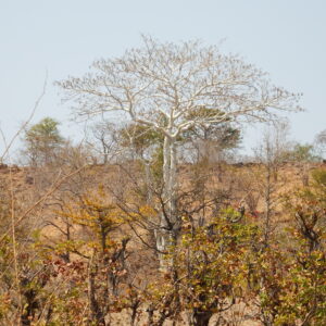 Zambian acacia 2