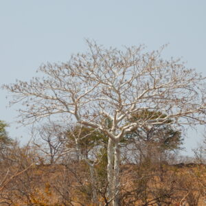 Zambian acacia 1