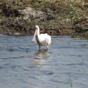 Pelikan looking for food