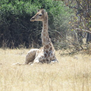 Relaxing giraffe