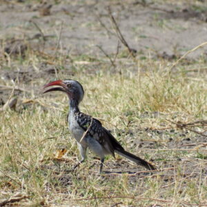 Southern Red-billed Hornbill (Tockus rufirostris)