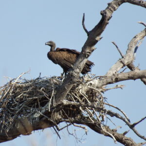 Vulture