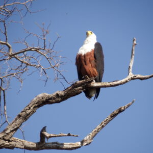 Eagle