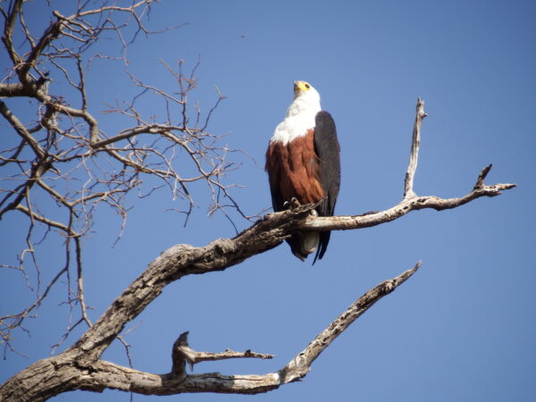 Eagle