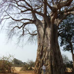 Baobab tree