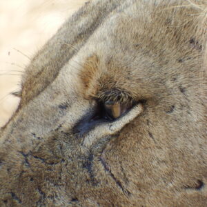 Lion focused