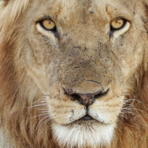 Lion eyes