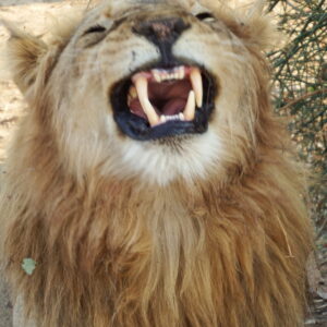 Lion smile