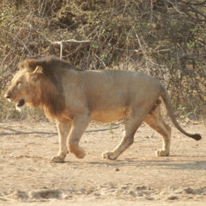 Lion walking