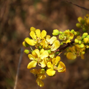Cassod tree 3 (Senna siamea)