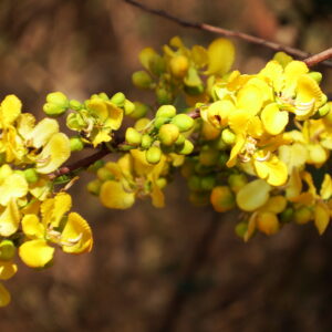 Cassod tree 2 (Senna siamea)