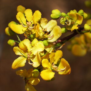 Cassod tree 1 (Senna siamea)