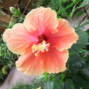 Hibiscus