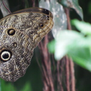 Owl butterfly