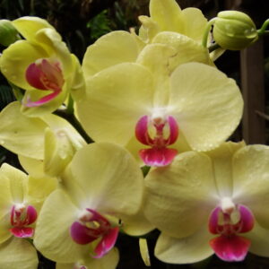 Butterfly orchid (Phalaenopsis Jamaica)