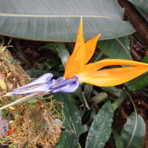 Crane Flower (strelitzia reginae)