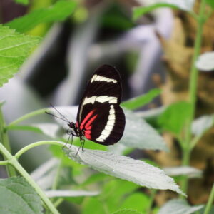 The postman (Heliconius hewitsoni)