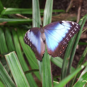 Morpho peleides