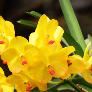 Gele orchidee