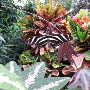 Butterfly rest