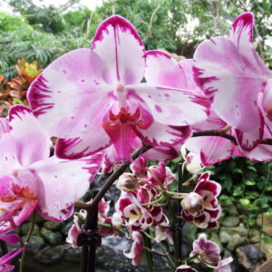 Rose Orchidee