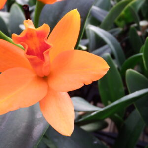 Orange Cattleya Orchid Flower