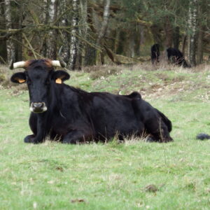 Angus