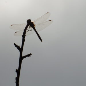 Libelle