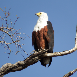 Seeadler