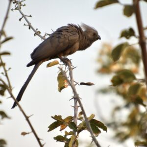 Grey go-away-bird